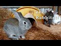 Building our rabbit colony  from cage to kindness  free range homestead ep 55