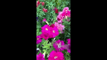 White-lined Sphinx Moth in Slow Motion