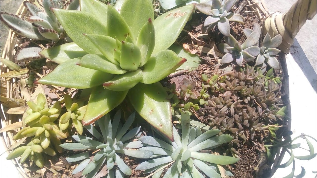 #jardín #suculentas Canasta con suculentas