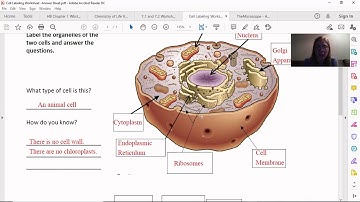 Cell Labeling Answers