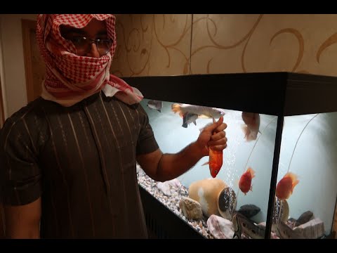 فيديو: كيف تصطاد الأسماك المفترسة