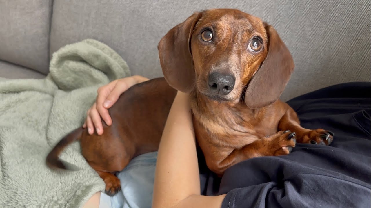 Mini dachshund enjoys a snuggly start to the long weekend! - YouTube
