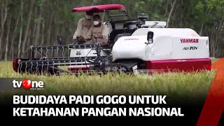 Budidaya Padi Gogo di Tulang Bawang Barat | Indonesia Plus tvOne
