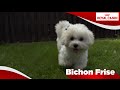Bichon Frise Sensibilities の動画、YouTube動画。