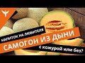 сДЖ 10: Самогон из дыни - напиток на любителя. С кожурой или без?