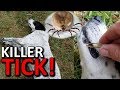 Deadly Paralysis Tick Got Our Dog - Removal & Treatments