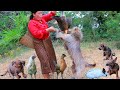 women find food for rabbit & mouse- Boil 2 chicken for dog & cat- cooking in forest HD