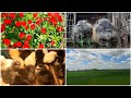 VLOG:Пора садить картошку☆Чудесная природа,замечательные животные!!!
