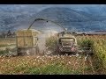 Mais silage 2018 Linea Verde Tuscany | Claas jaguar 980 |