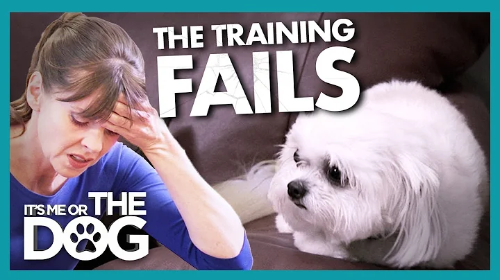 Training Fails as Dog's Trust 'Cannot be Salvaged'...