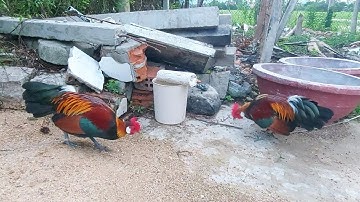 2 Chú gà trống rừng xuất hiện trên YouTube nhiều nhất