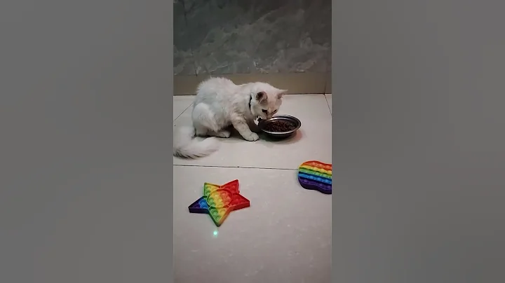 funny cat 😺😺😺 satisfying reverse video #asmr #cat #shotr#viral