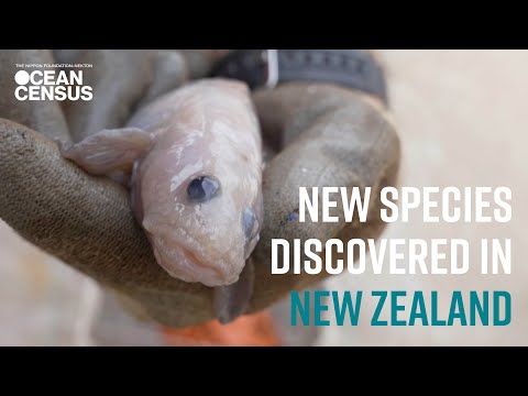 Finds from the Bounty Trough I Ocean Census