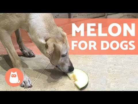 Can I Give MELON to My DOG? 🐶🍈 Find Out Here!