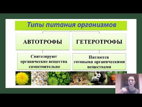 Значение гетеротрофного питания - Энциклопедия - 2024