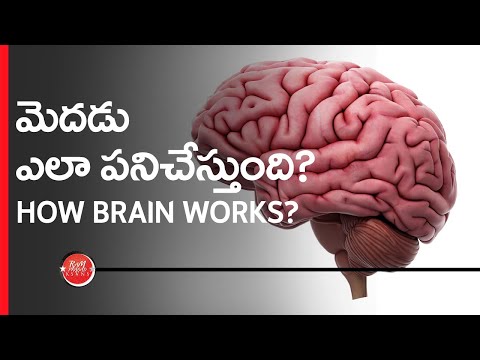 How Brain Works? (in Telugu) మానవ మెదడు ఎలా పనిచేస్తుంది?
