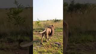 Lions Having Fun #Wildlife #Cat #Animals