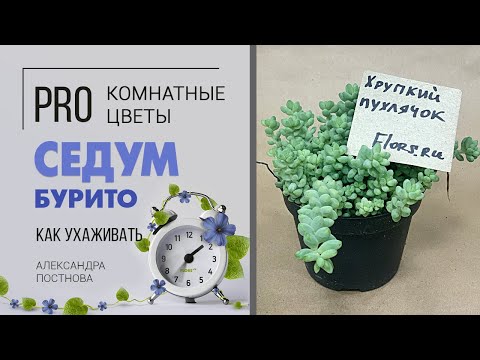 Video: Sedum Suuri