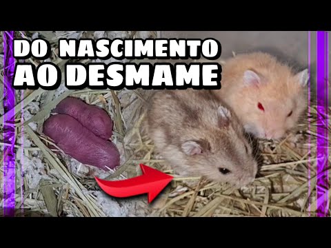 Vídeo: Os hamsters são criadores prolíficos?