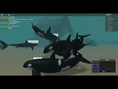 Roblox Being A Orca Youtube - roblox killer whale launcher