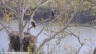 USS Bald Eagle Cam 2 4-23-24 @ 9:34:12 USS7 cast first pellet.  Claire had to assist.
