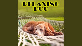 Calming Music for Pets