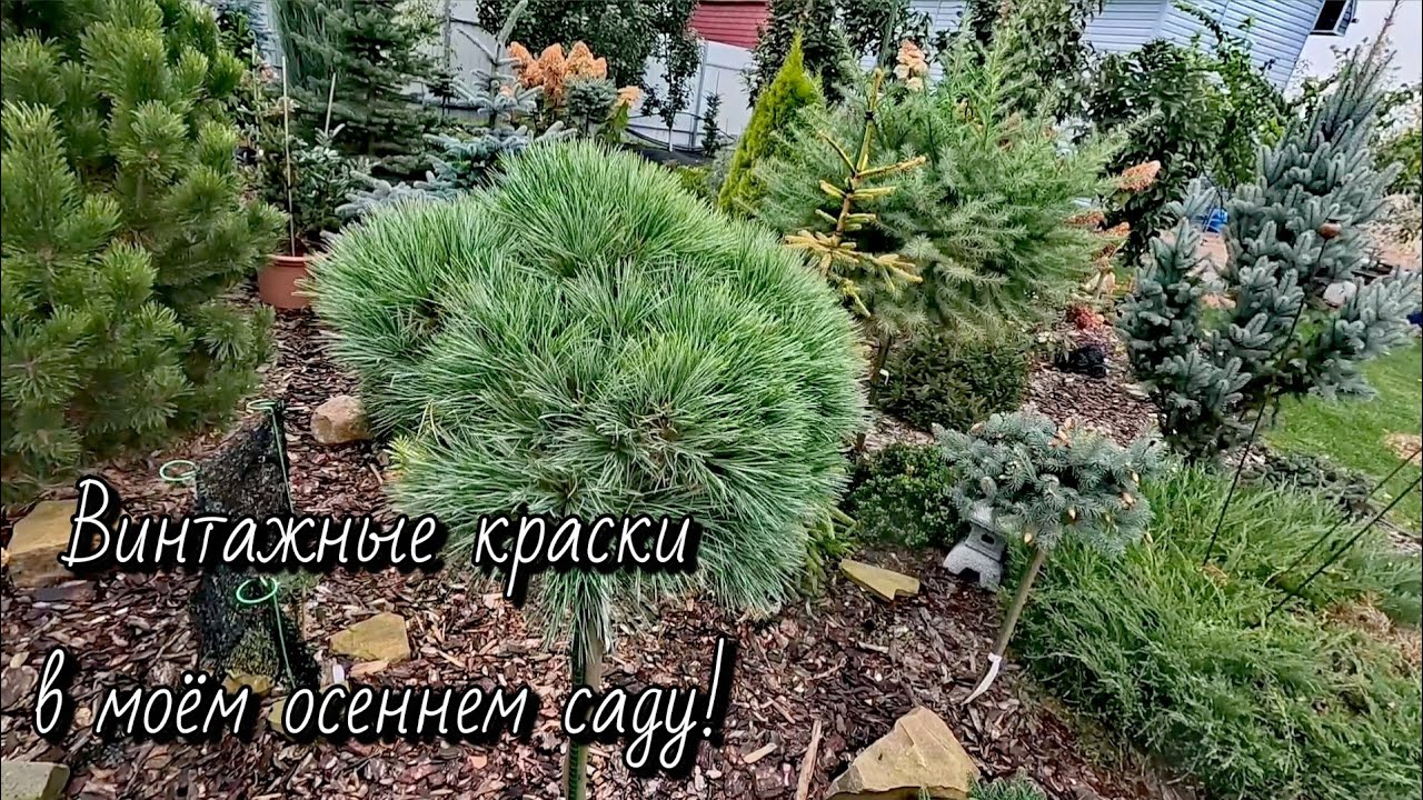 Винтажные краски в осеннем саду редких хвойных!🍁Обзор! 05.10.25 #сад #дача #осень #garden #гортензии