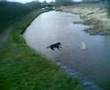 Labrador big jump into the canal