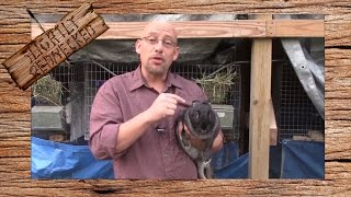 When to Re Breed Rabbits: The SR Rabbit Update 10-26-16