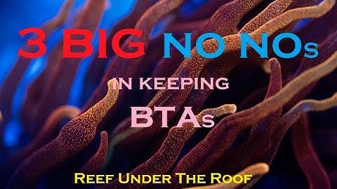 3 BIG NO, NO s in keeping Bubble Tip Anemones