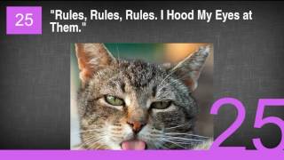 38 Cats with Crazy Eyes by Rankings Channel 267 views 7 years ago 2 minutes, 43 seconds