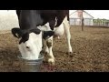 ЧТО нужно КОРОВЕ сразу после родов? (Энергетики). Energy drinks cow after birth.