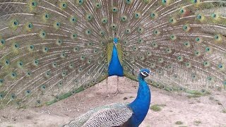 pfauen peacocks