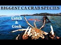 Freedive spider crab w fishermans life catch  cook