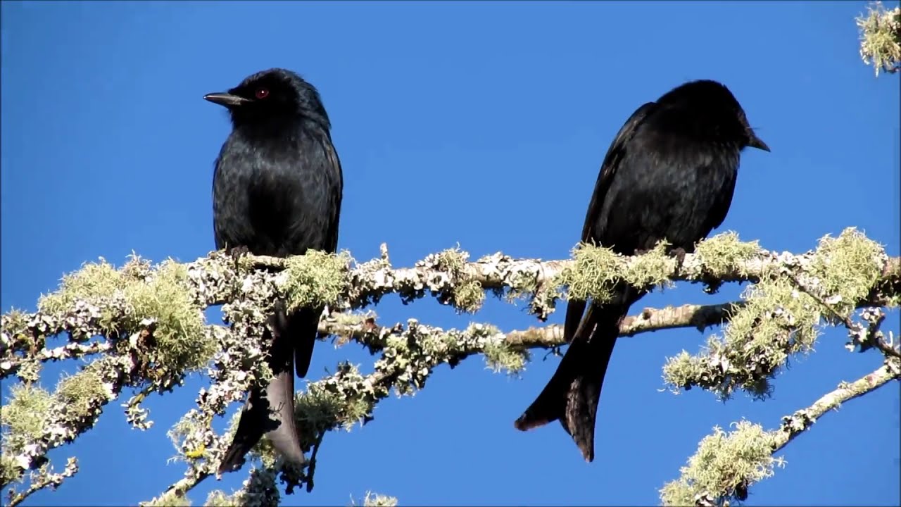 Fork tailed Drongos singing 