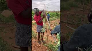 Tomato staking (saaho) #trending #viral #farming #tomata #agriculture #farmer #agrifuture #natural