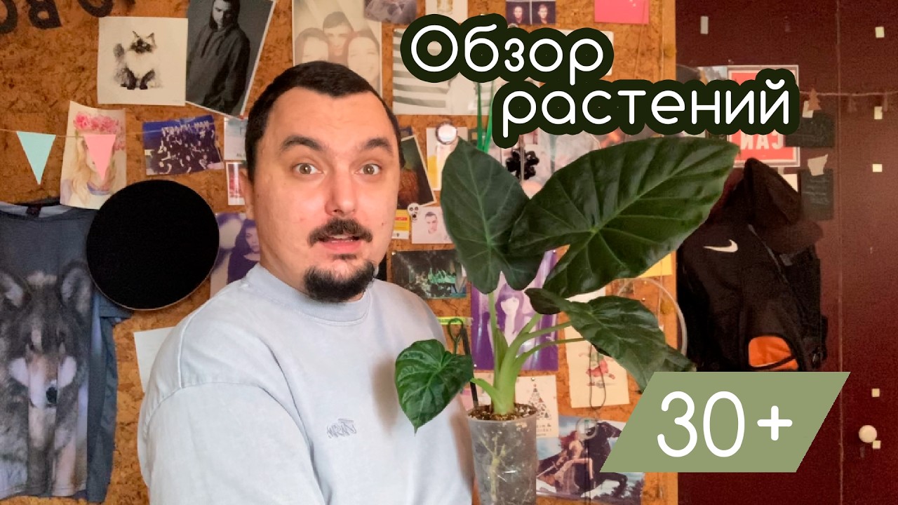 Обзор моих комнатных растений