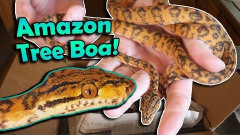 Unboxing a Stunning Amazon Tree Boa!