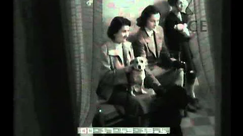 Quanto costa un ricovero per animali?