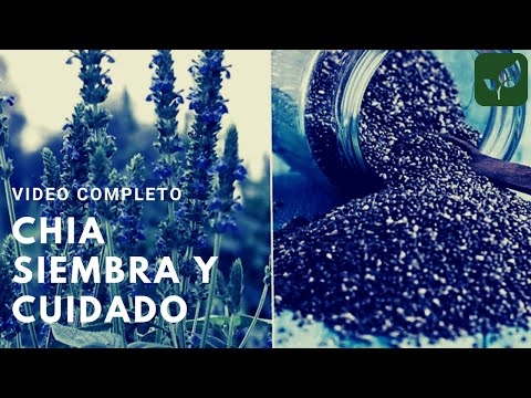 Video: ¿Qué es una planta de chía? Información sobre las condiciones de cultivo de la planta de chía