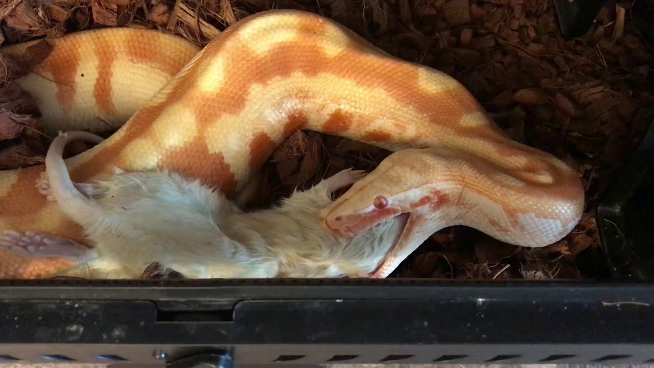 Priscilla: My Blood Python Eating - YouTube