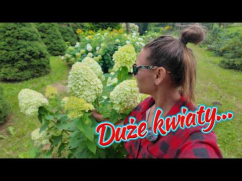 Large blooms or more flowers on your panicle hydrangea? Which do you prefer?