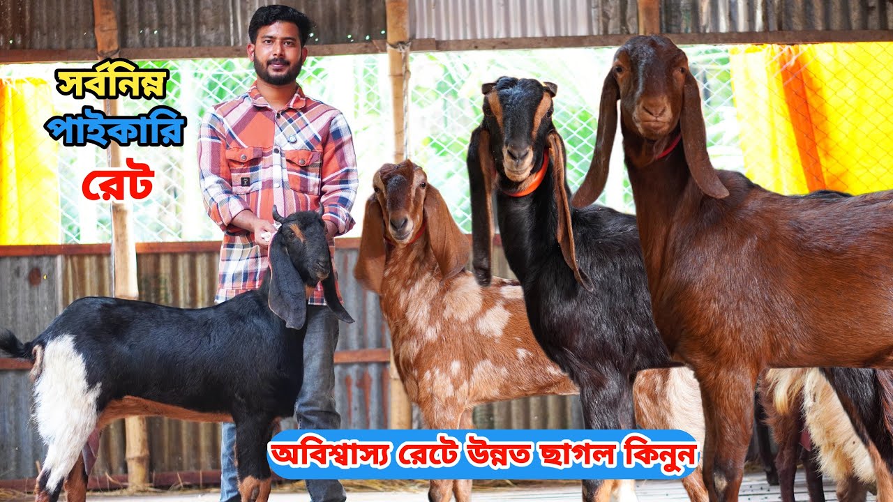 সর্বনিম্ন পাইকারি রেটে আকর্ষণীয় সুঠাম দেহের খামার উপযোগী কালারফুল সুপারহিট দুধের গাভীন ও খাসি কিনুন