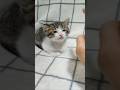 「ぼくも甘えたい!」とやって来ました😺 #kitten #cat #好きな子猫 #猫のいる暮らし #子ネコ #kitty #保護猫 #cute #子猫 #ねこ #猫好きさんと繋がりたい #gatto