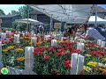 Foire aux plantes de moriez