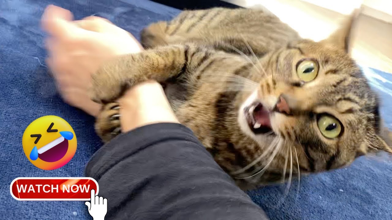Funny Cats Compilation: Get Ready to Laugh Non-Stop 🤣🐾🐈 - YouTube
