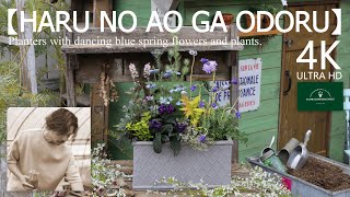 HARU NO AO GA ODORU／ニゲラの寄せ植え【春のガーデニング】-フローラ黒田園芸- Spring gardening/mixed planting 4K ULTRA HD