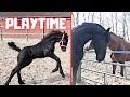 Playtime! She loves it! | Rising Star⭐ likes it with the others! | Friesian Horses