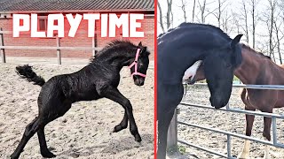 Playtime! She loves it! | Rising Star⭐ likes it with the others! | Friesian Horses