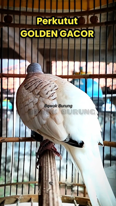 Perkutut GOLDEN GACOR